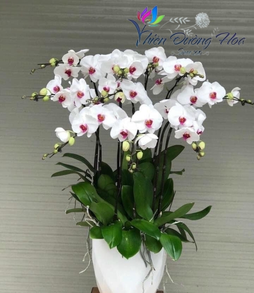 Chậu lan trắng lưỡi đỏ- Tinh tế