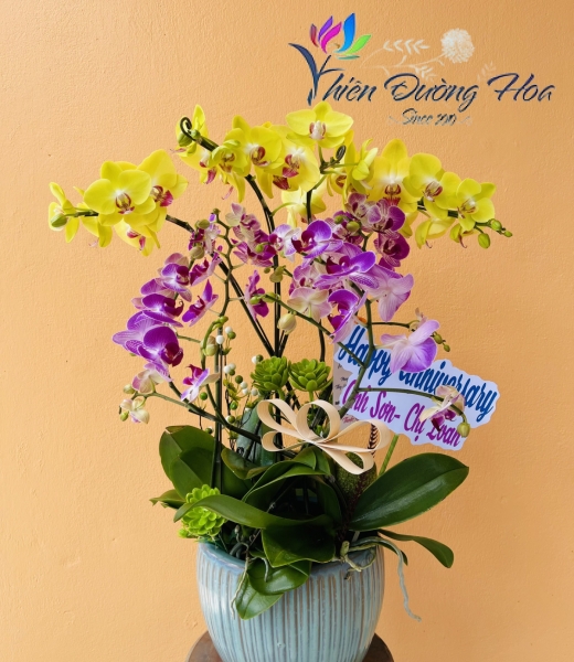 Chậu lan mini- Rực rỡ