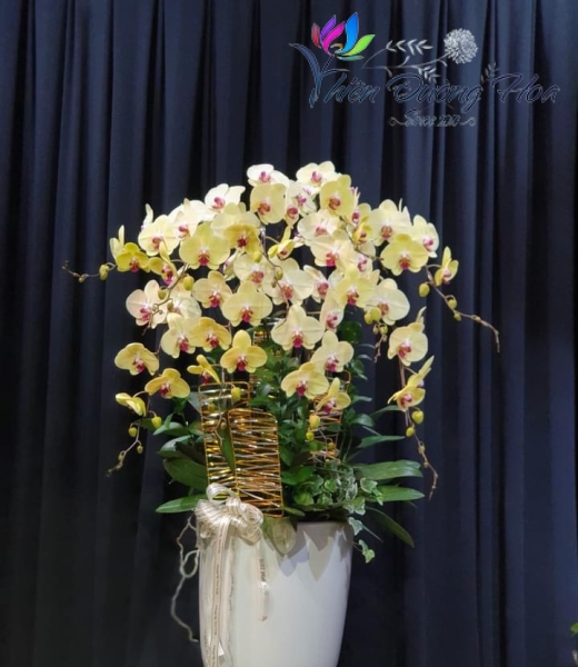 Chậu lan vàng - Phú Quý Đại Cát 01