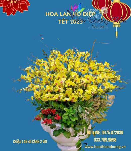 Chậu Vip thần tài