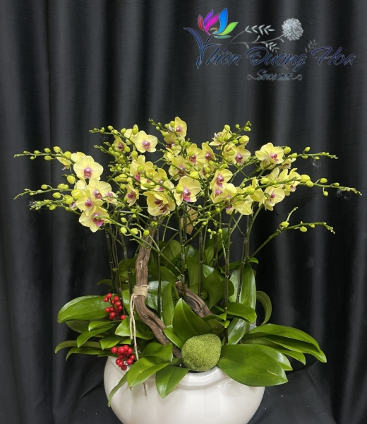 Chậu lan hồ điệp- Thần Tài