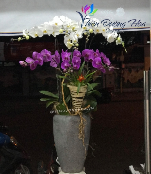 Chậu hồ điệp Tinh tế 01