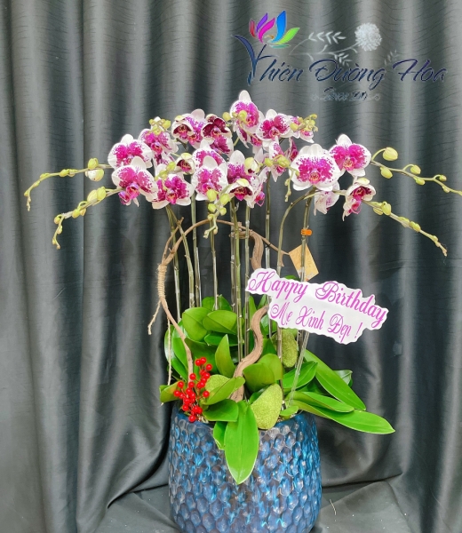 Chậu lan hồ điệp- Đột Biến