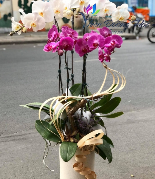 Lan hồ điệp - Tinh tế 03