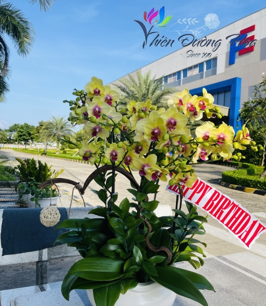 Lan vàng Asashi D23