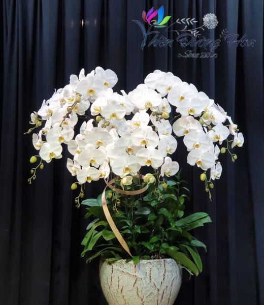 Hoa lan hồ điệp - Uyên ương Trắng V3 02