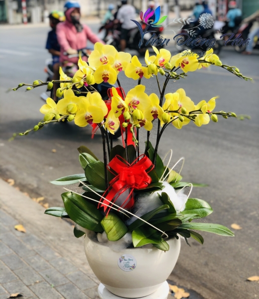 Lan Hồ Điệp Vàng- Thắng Lợi 01