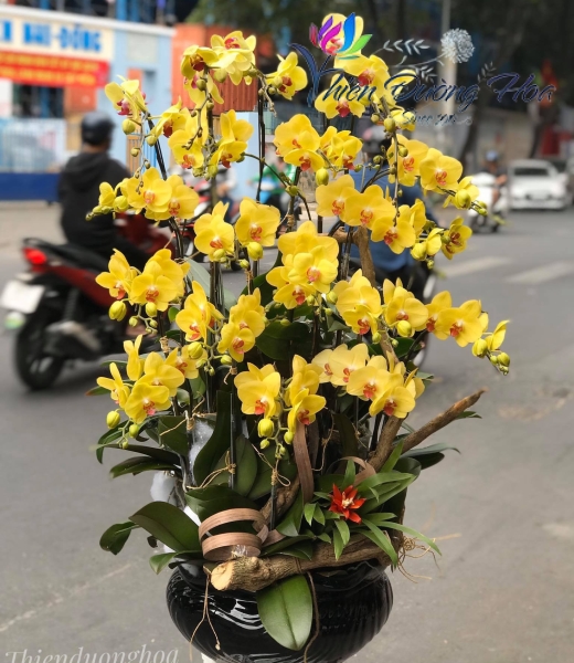 Chậu lan vàng Tài Lộc