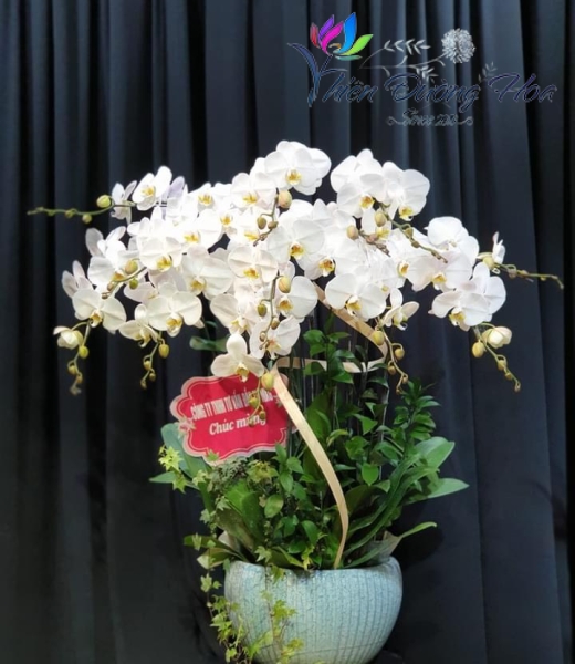 Lan hồ điệp Trắng- V3