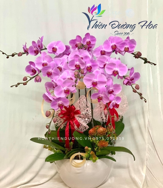 Hoa lan hồ điệp hồng  HH1372