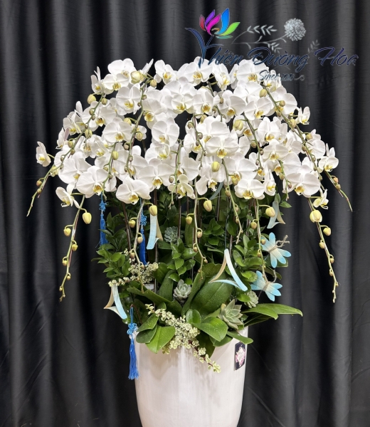 Lan Hồ Điệp TĐH 04