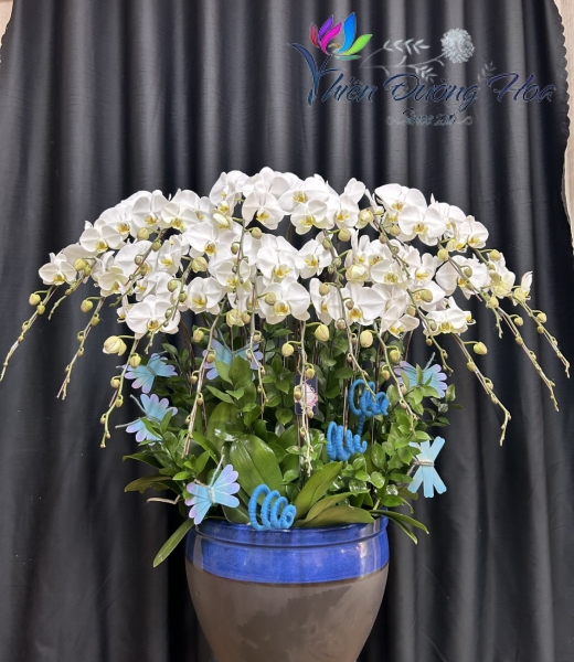 Lan Hồ Điệp TĐH 06