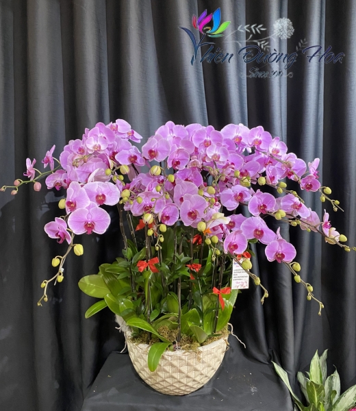 Lan Hồ Điệp - Màu hồng Đột Biến 01