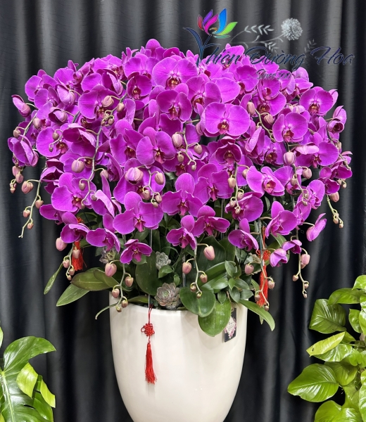 Lan Hồ Điệp TĐH 03