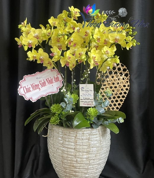 Chậu lan- Vàng 2035 2 Vòi