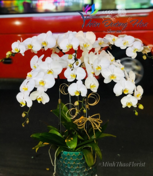 Lan hồ điệp - Tinh tế 04