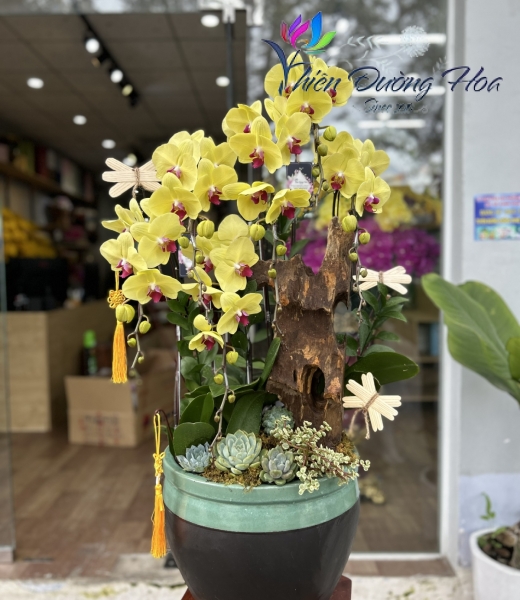 Lan Hồ Điệp TĐH 02