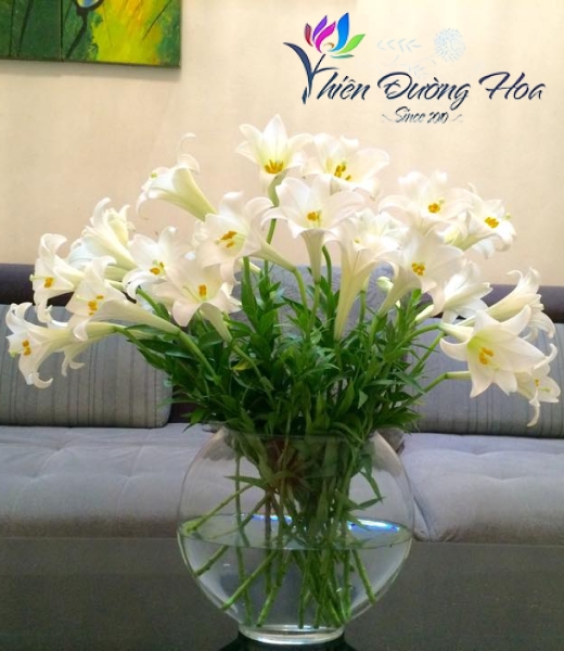 Hoa loa lèn- Tinh Khôi 03