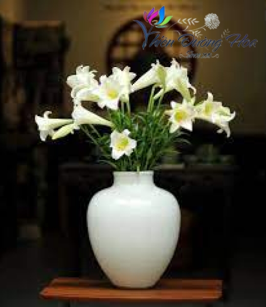 Hoa loa kèn- Sức sống 01