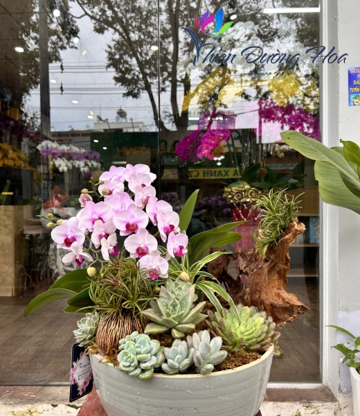 Lan Hồ Điệp TĐH 11