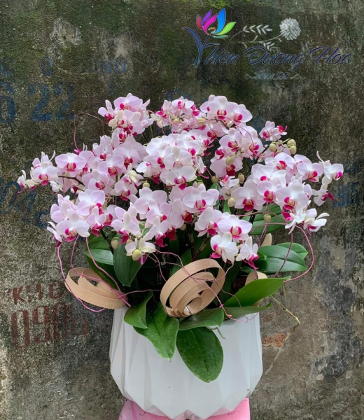 Lan mini - Song hỷ 003