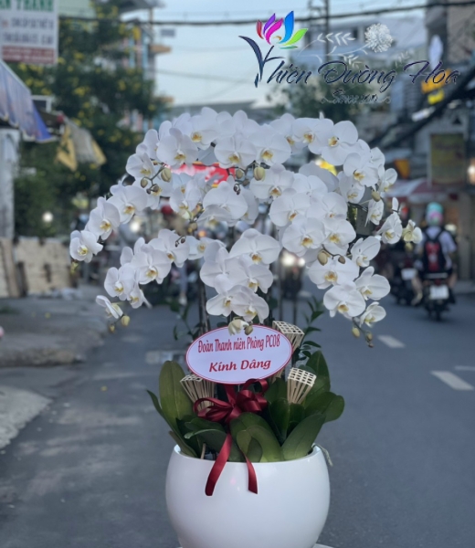 Hoa lan hồ điệp - Uyên ương Trắng V3