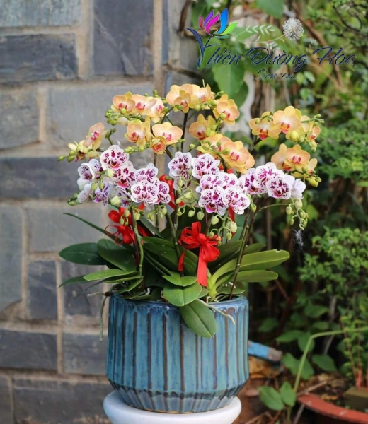 Lan Mini- Song hỷ 001