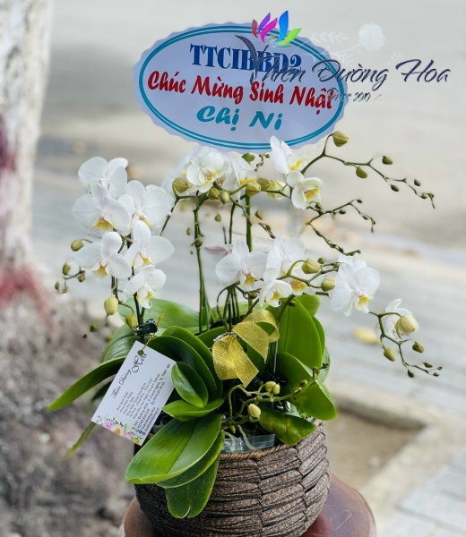 Hoa lan mini - Ama Trắng TĐH 02