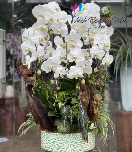 Lan Hồ Điệp TĐH 07