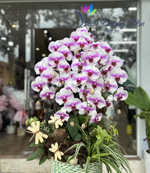 Lan Hồ Điệp TĐH 05