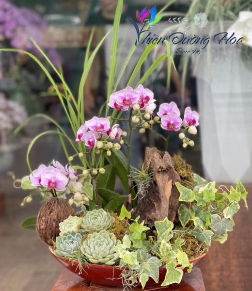 Lan Hồ Điệp TĐH 10