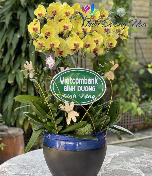 Lan Hồ Điệp TĐH 09