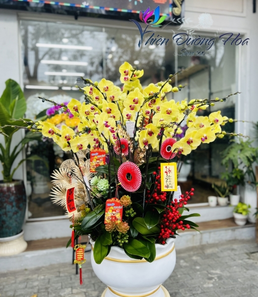 Lan Hồ Điệp TĐH 03 Lan Hồ Điệp TĐH 08