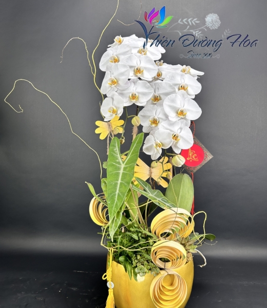 Lan Hồ Điệp TĐH 12